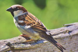 Image of House sparrow | Birdhause - Maison du Loup