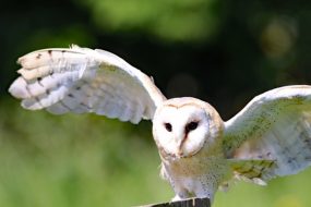 Image of barn owl