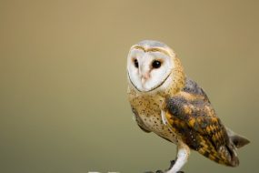 Image of barn owl